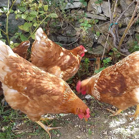 Casa rural Dalias Con Hidromasaje *